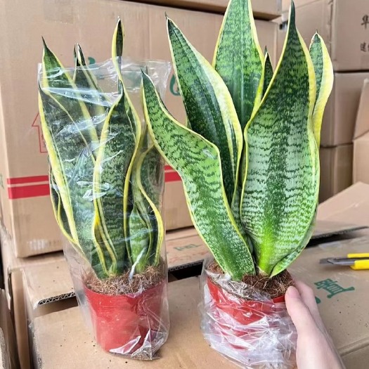 广州115型号虎皮兰，量大从优