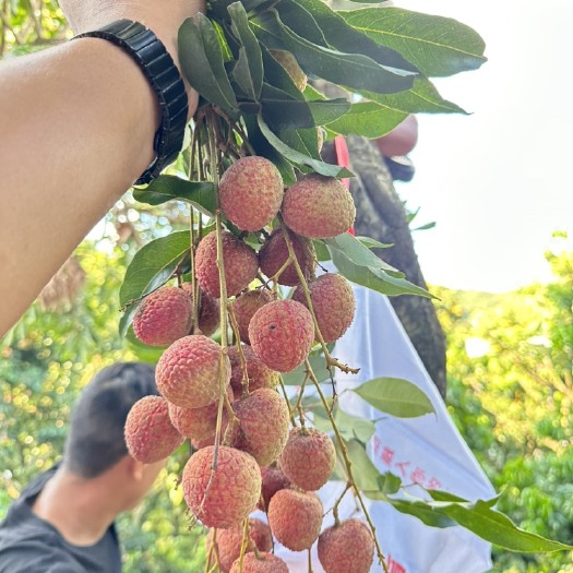 深圳【糯米糍 桂味】【甜过初恋】深圳本地荔枝，量大，可批发