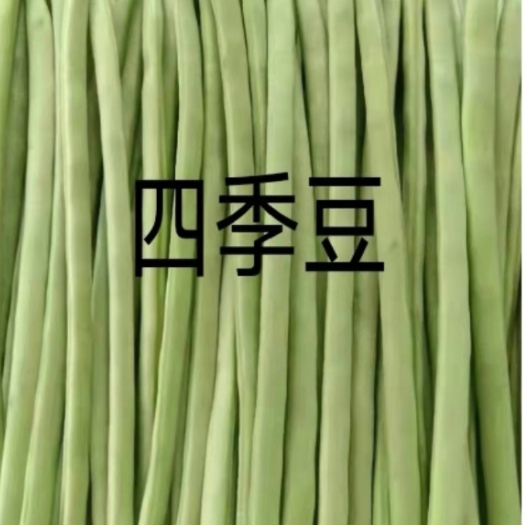 四季豆.团生菜.菠菜.上海青.小瓜.鸡腿芥兰.龙牙