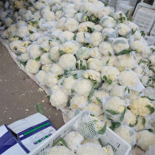张北县松花菜 青梗散花菜 小米粒菜花 80天白菜花