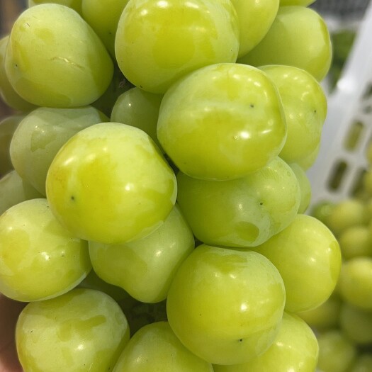 昆明阳光玫瑰
