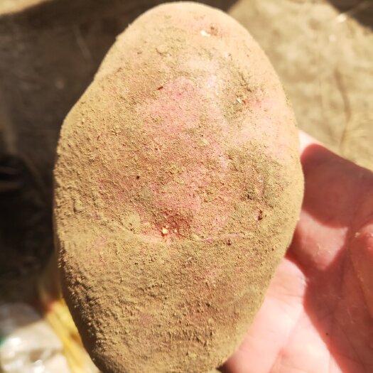 临洮县甘肃省临洮县精品土豆，色泽鲜艳，口感纯正，欢迎你的光临