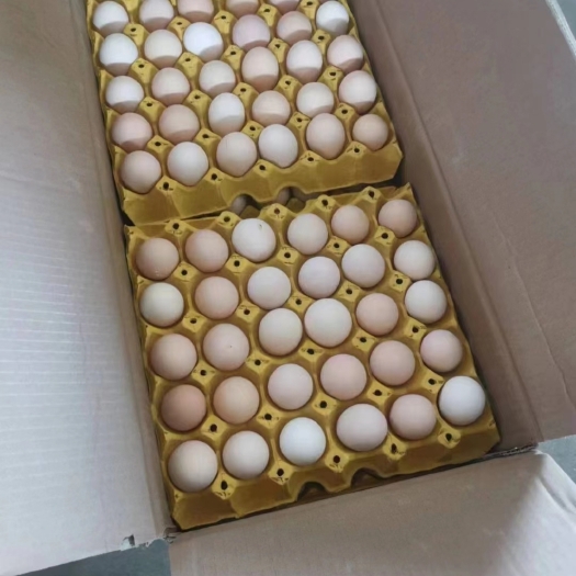 石家庄粉蛋稳定输出量大优惠