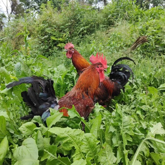 宣汉县土鸡 土鸡 林下散养土鸡 肉质好 欢迎咨询
