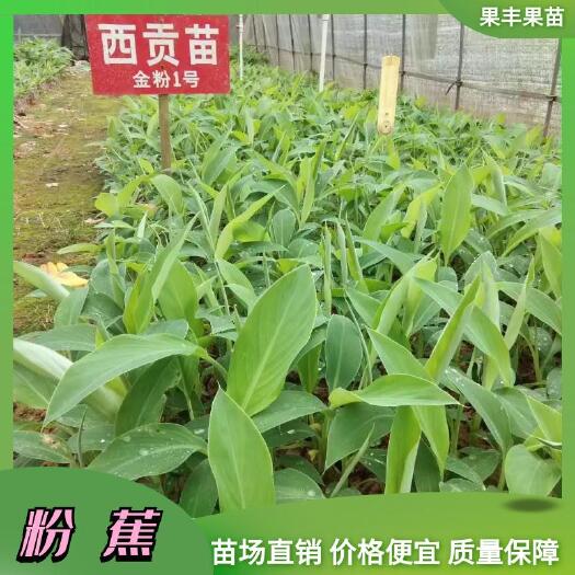 灵山县粉蕉苗 金粉一号 西贡蕉 安南蕉组培苗