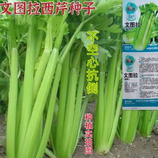祁东县西芹种子文图拉西芹种子芹菜种子籽秋季种植蔬菜芹菜