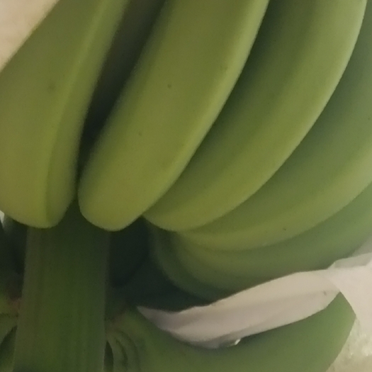 儋州市巴西品种香蕉
