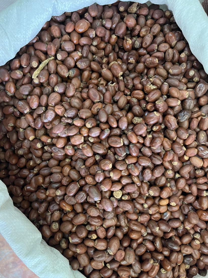 广荔枝核大货供应规格齐全无硫