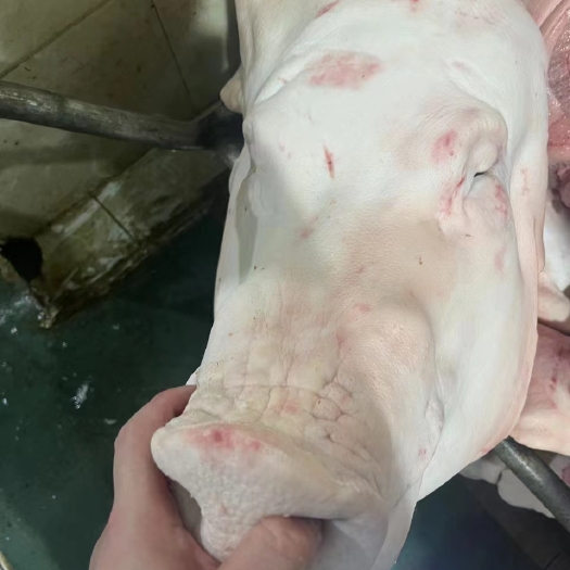东莞市猪头