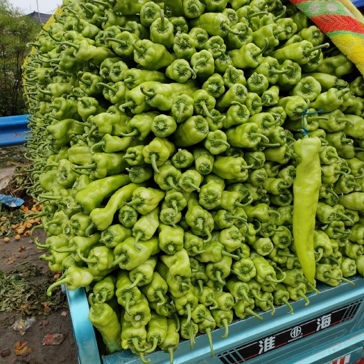 各种辣椒，大量有货，各种蔬菜