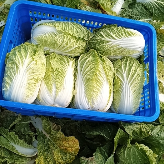 泰兴市矮颗黄心大白菜