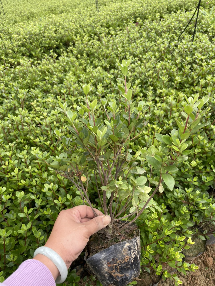 夏鹃