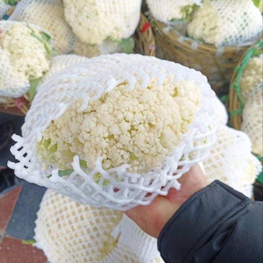 张北县张北县松花菜 青梗散花菜 白散花