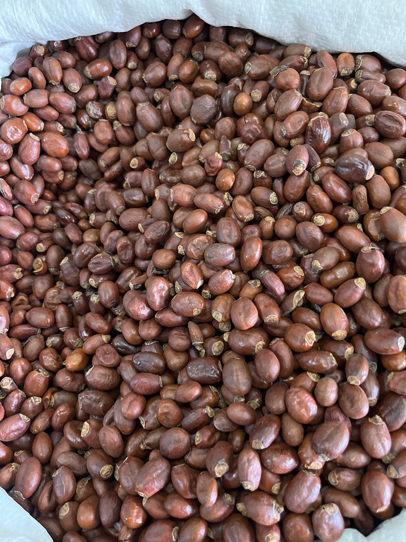 广荔枝核大货供应规格齐全无硫