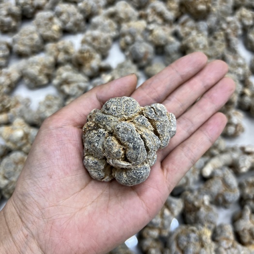 昆明云南文山三七大货批发