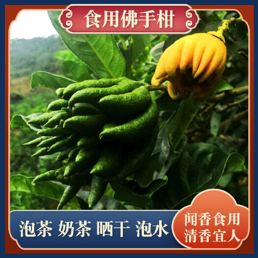 宁洱县果园现摘现发佛手柑观赏清供佛饮品新鲜当季青果一件代发