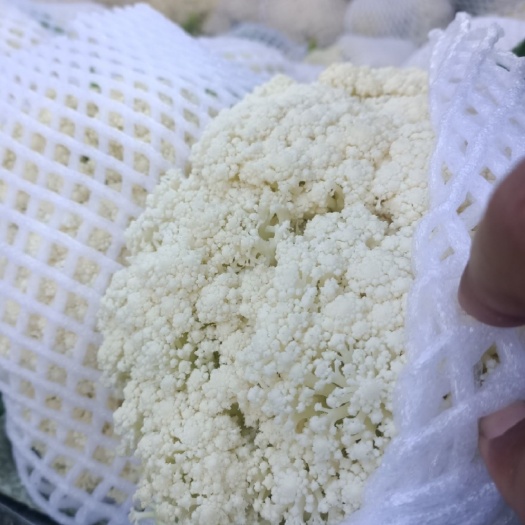 张北县菜花 小米粒松花菜