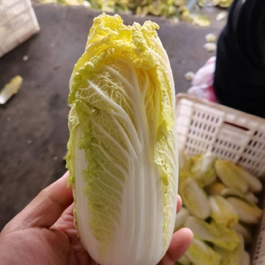 张北县娃娃菜