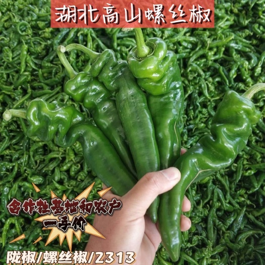 长阳县湖北螺丝椒(宜昌高山)