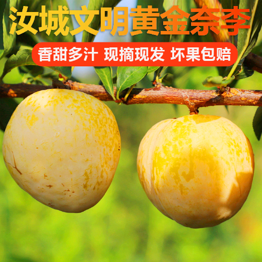 湖南特产汝城文明黄金奈李子新鲜孕妇水果礼箱装代发商超送礼