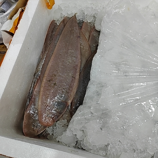 龙利鱼
