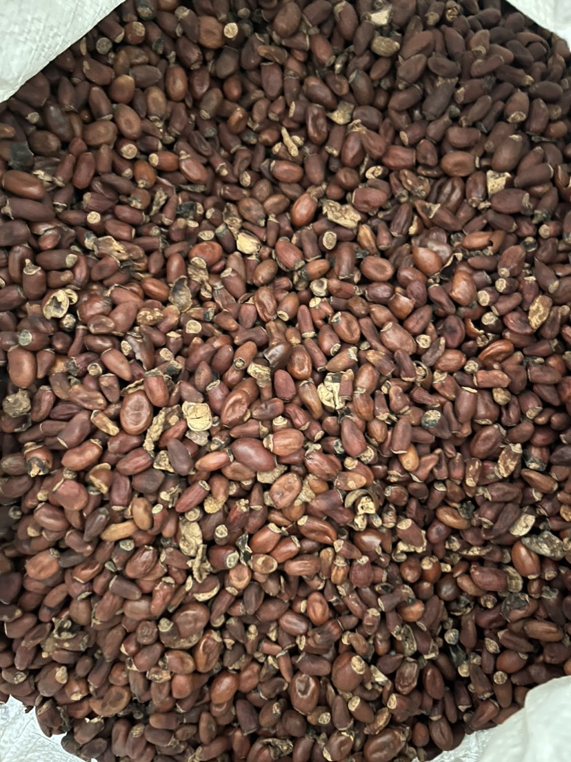 广荔枝核大货供应规格齐全无硫