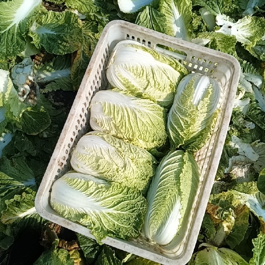 泰兴市矮颗黄心大白菜