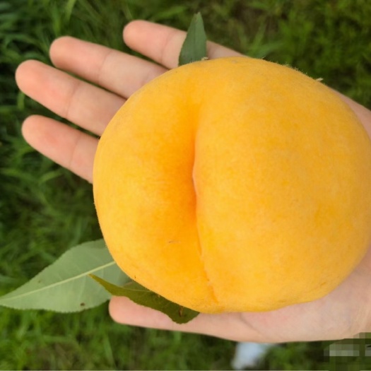 南通锦绣黄桃，黄金蜜一号，桃子