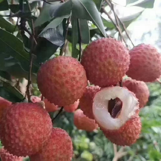 广州广东从化桂味荔枝