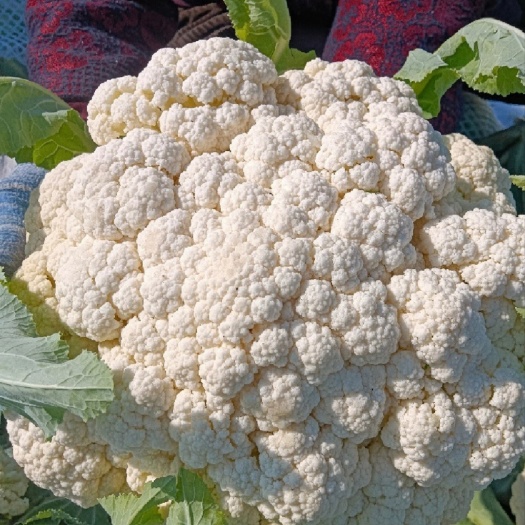 张北县80天青梗菜花