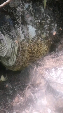 肇庆野蜂蜜