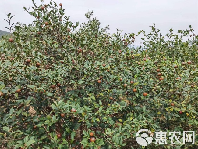 野生茶油 批发老树山茶油 2023新茶籽油 纯茶油