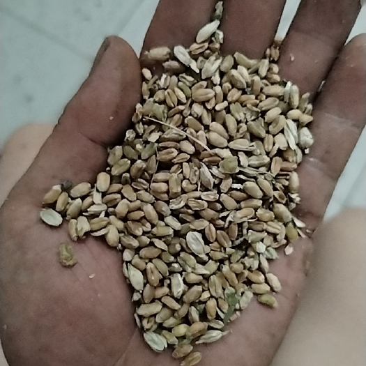 乐陵市小麦