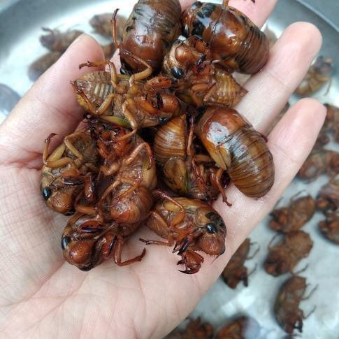 开封金蝉，爬叉，知了猴，唐僧肉