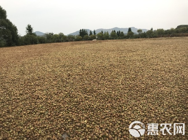 野生茶油 批发老树山茶油 2023新茶籽油 纯茶油