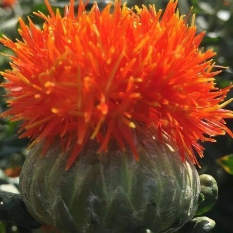 红花头 整朵红花头草西红花球 番红花 橙菠萝 当季新品