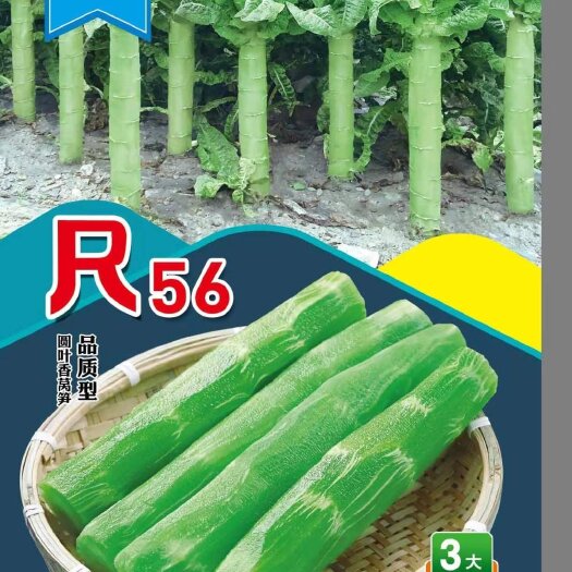 眉山七禾品质型三青高桩圆叶莴笋种子/尺56/耐寒耐抽苔/清香脆美
