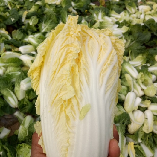 张北县坝上娃娃菜
