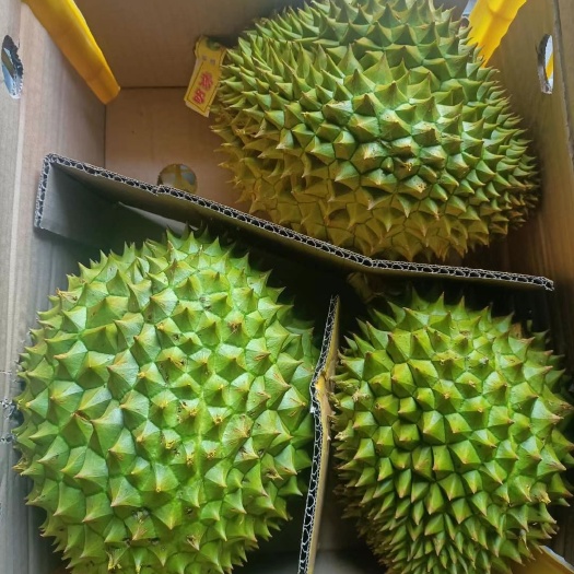 河口县干尧