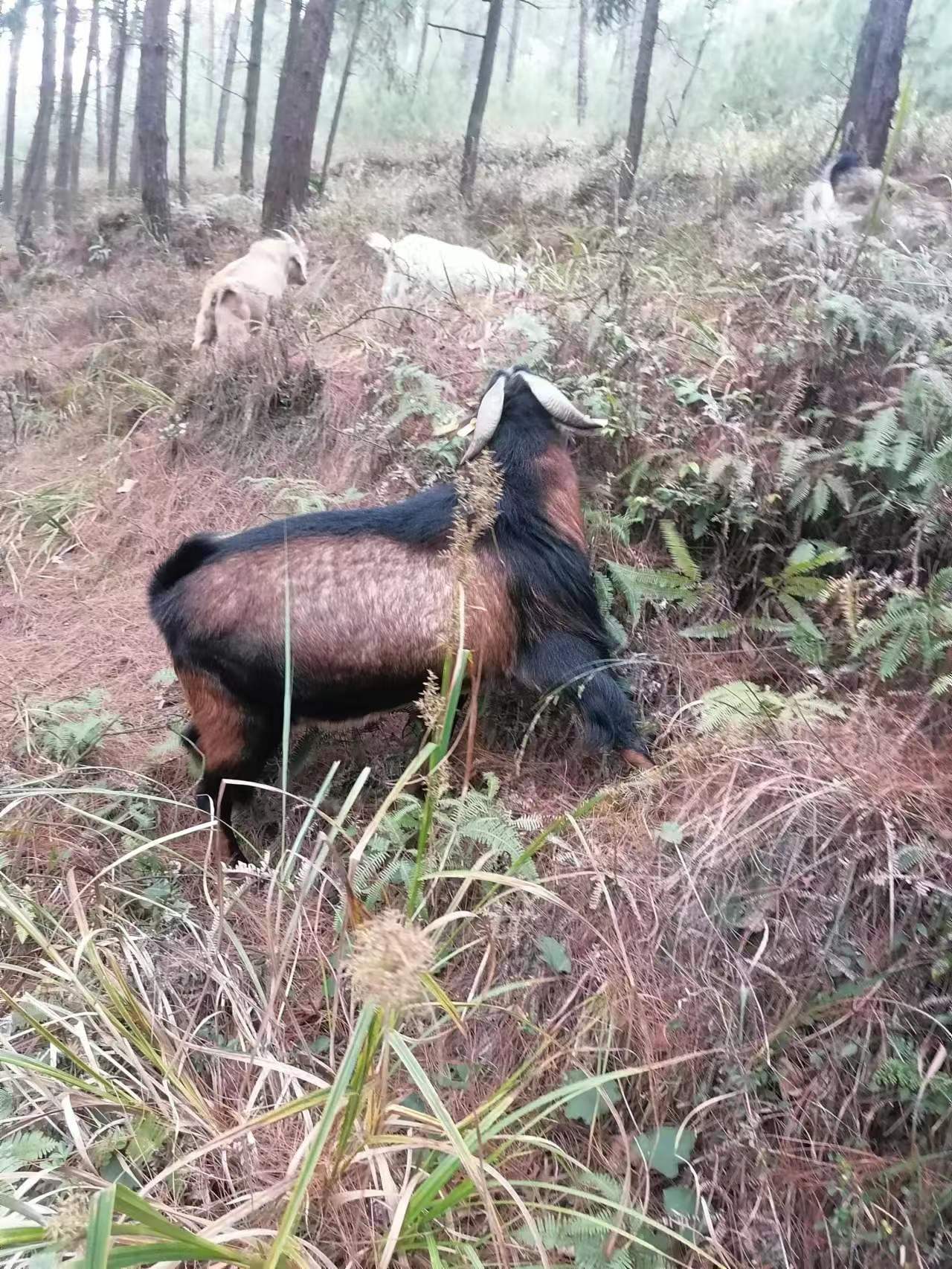 黔北麻羊种母羊、种公羊、膳羊、羔羊等