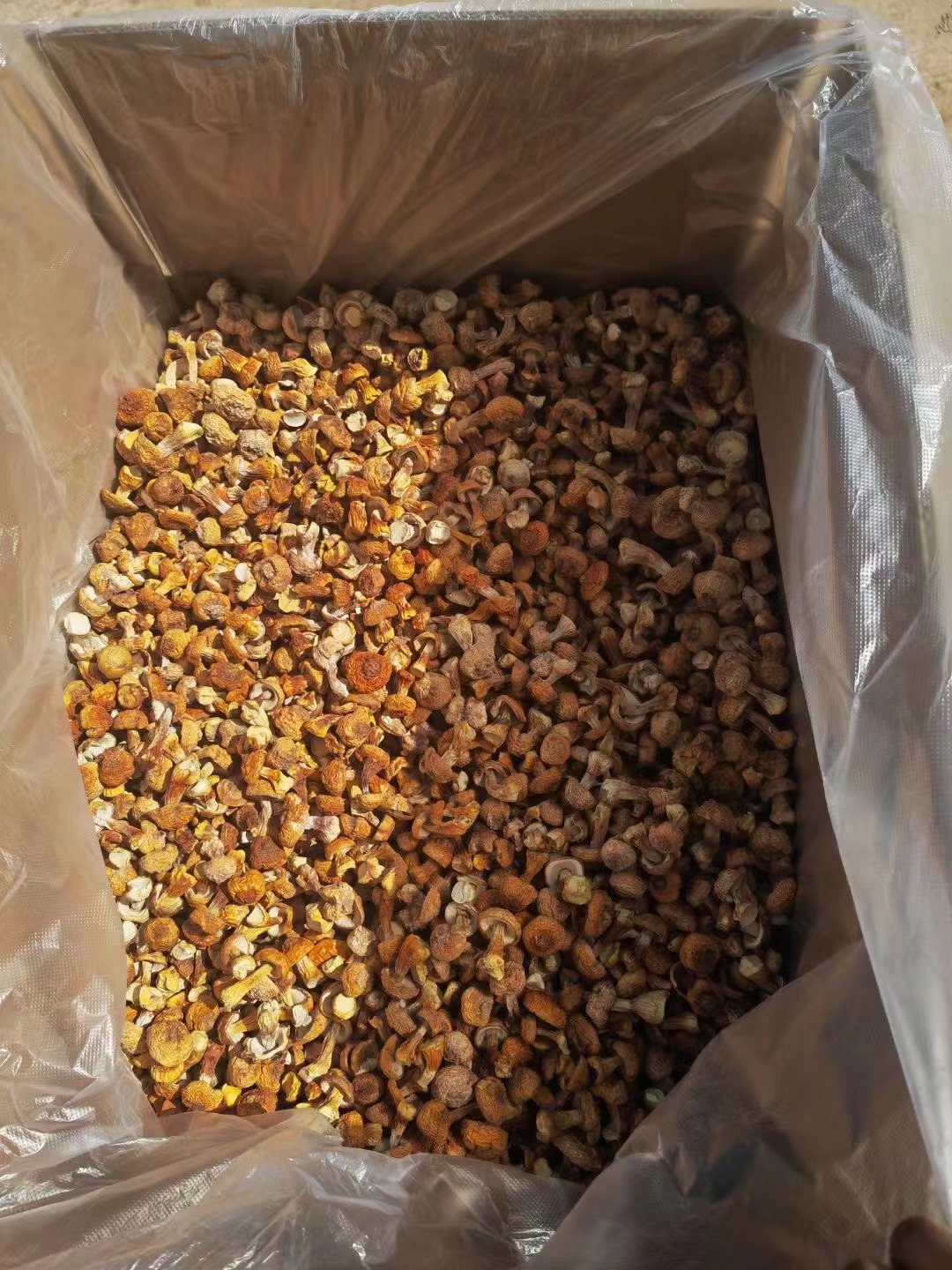 姬松茸产地直销批发 精品巴西菇土特产烘干菌菇干货蘑菇