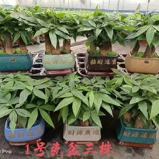 广州1号陶瓷盆三杆发财树，货很漂亮