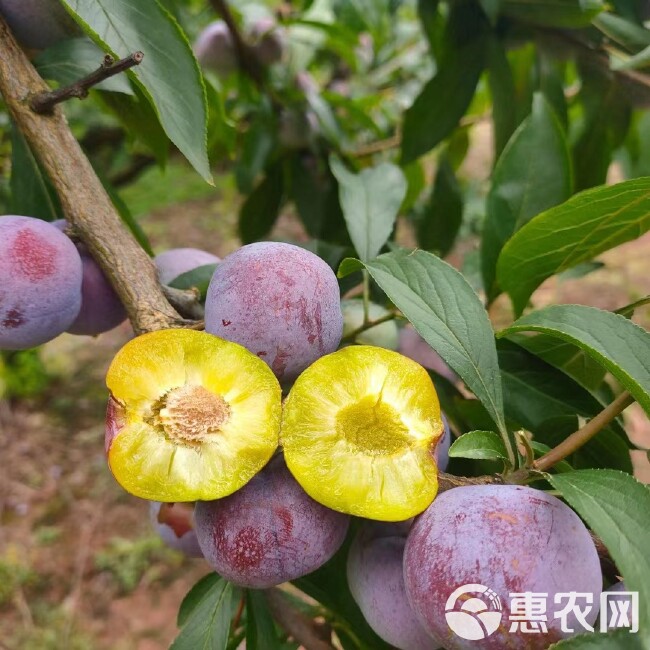 青红脆李【坏损包赔包邮】脆甜脱核/清脆/香甜