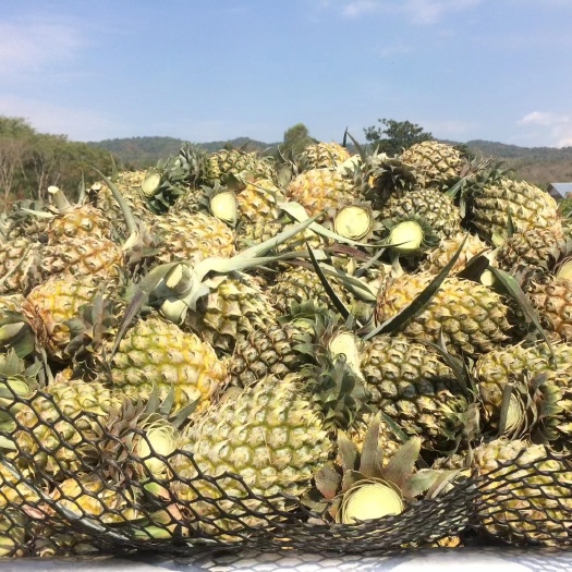 杭州泰国小菠萝