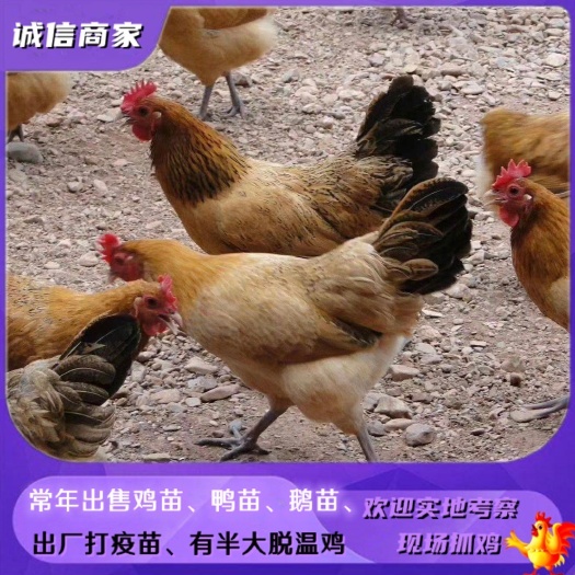 鸡苗批发小品种黄麻青脚土鸡苗放养鸡草鸡出壳打了疫苗提供养殖技