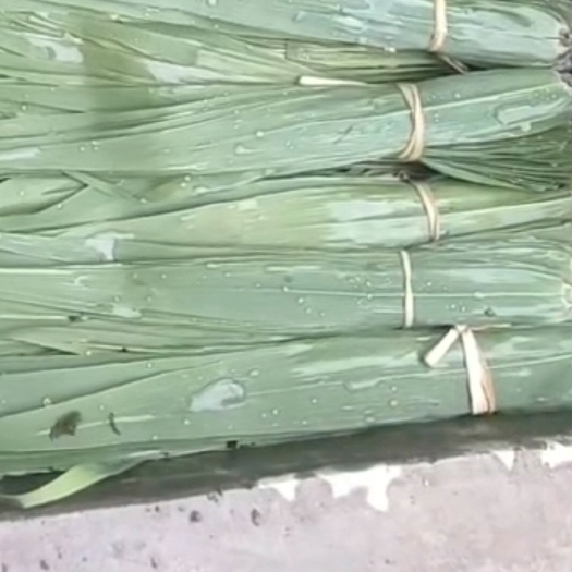 徽县新鲜的粽子叶，甘肃产地，