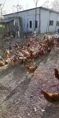 农村土特产