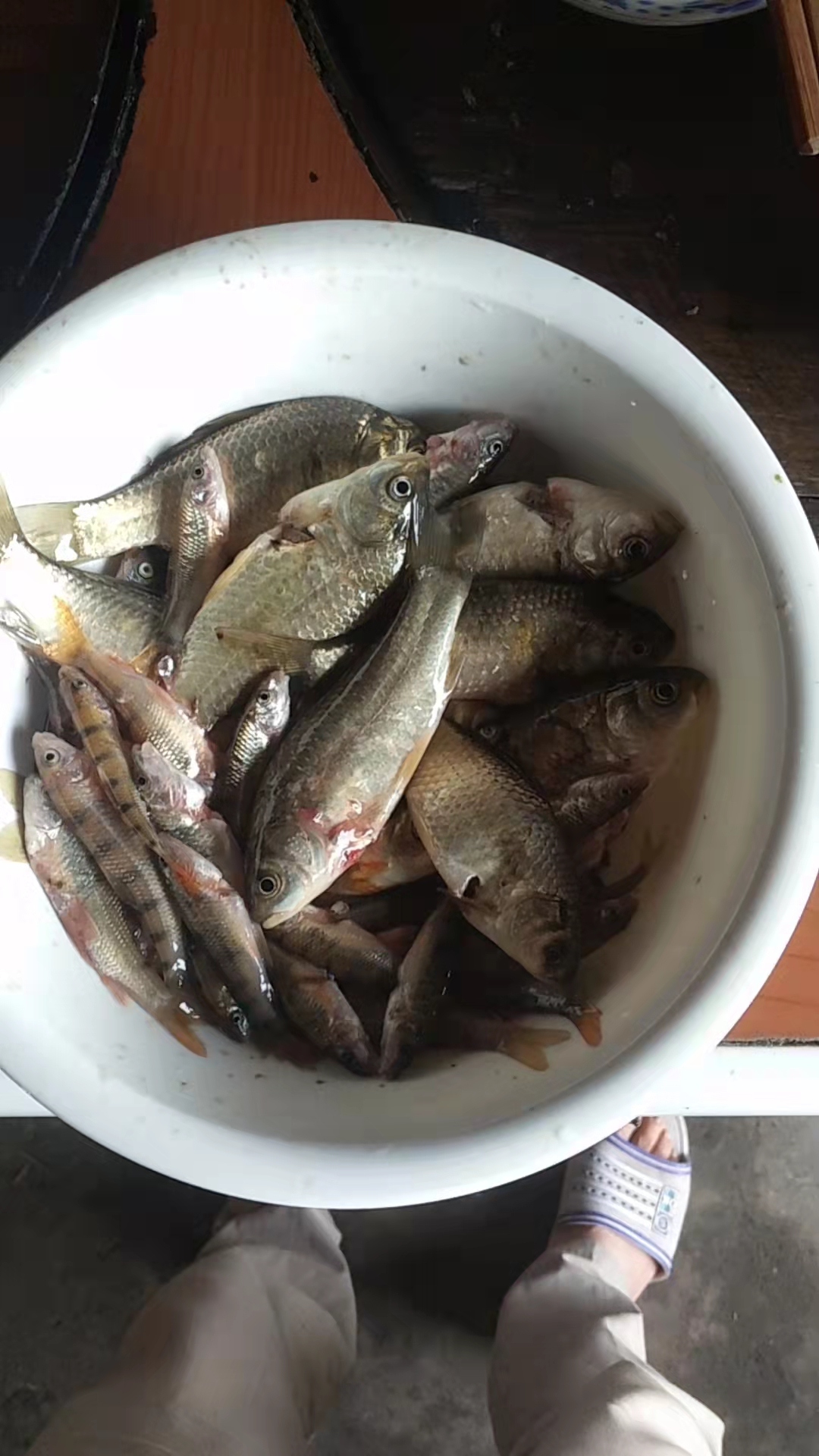 小溪里的小鱼仔