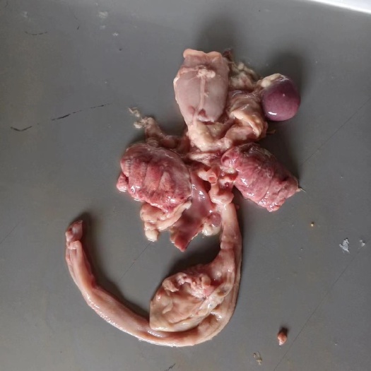 随州鸡百肚腺胃批发，厂家直发，湖北随州发货。