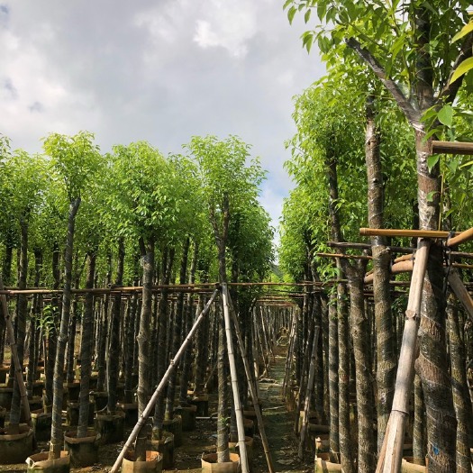 长沙小叶樟